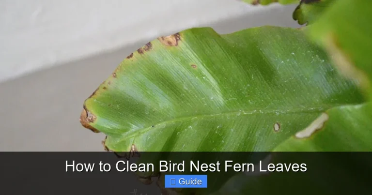How to Clean Bird Nest Fern Leaves