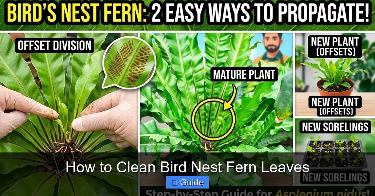 How to Clean Bird Nest Fern Leaves