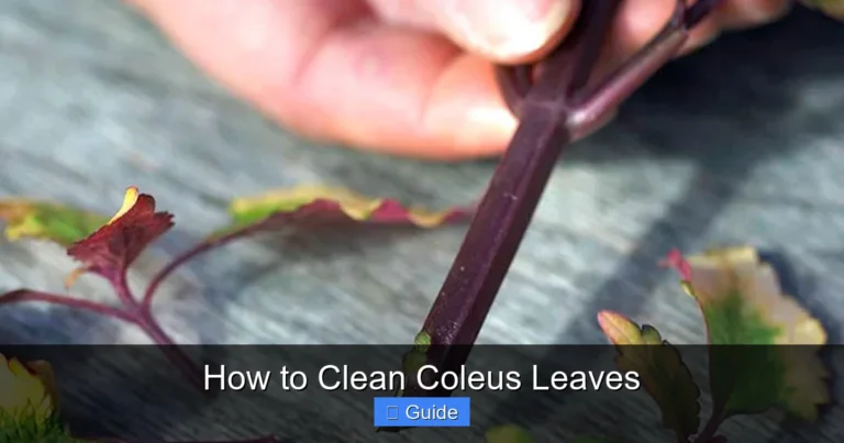 How to Clean Coleus Leaves