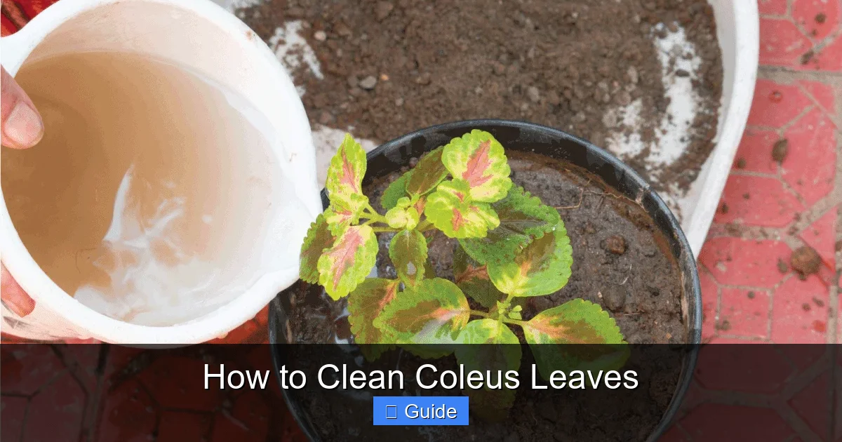 How to Clean Coleus Leaves