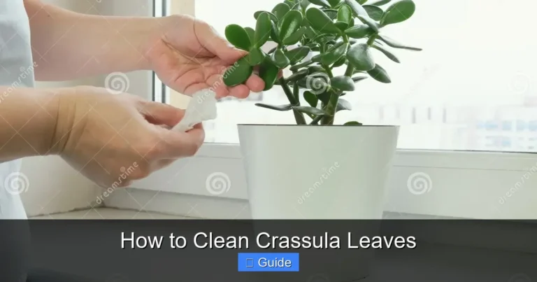 How to Clean Crassula Leaves