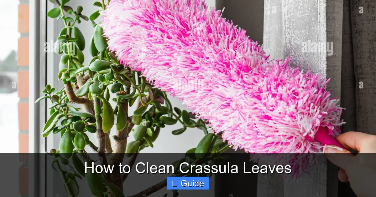 How to Clean Crassula Leaves
