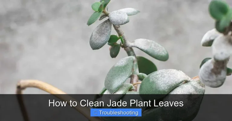 How to Clean Jade Plant Leaves