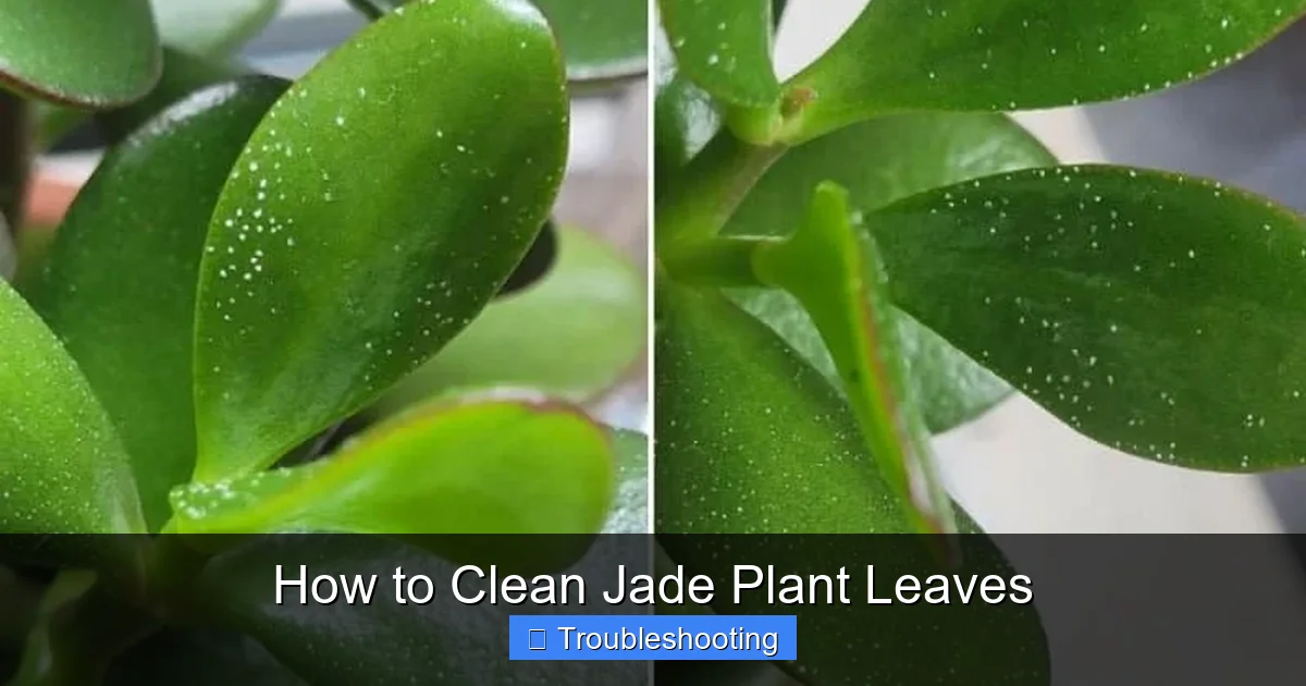 How to Clean Jade Plant Leaves