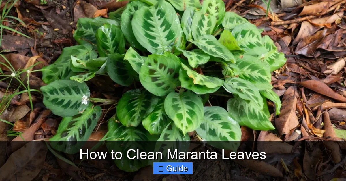 How to Clean Maranta Leaves