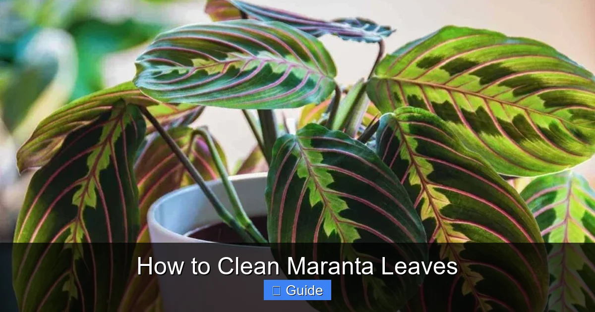 How to Clean Maranta Leaves