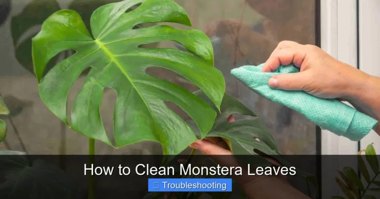 How to Clean Monstera Leaves