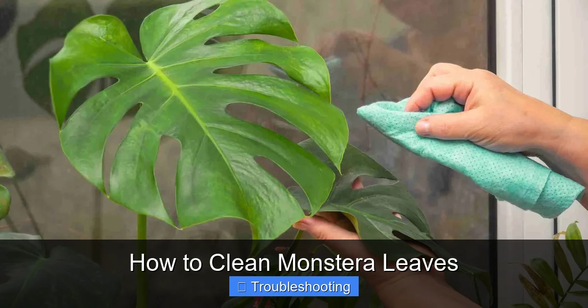 How to Clean Monstera Leaves