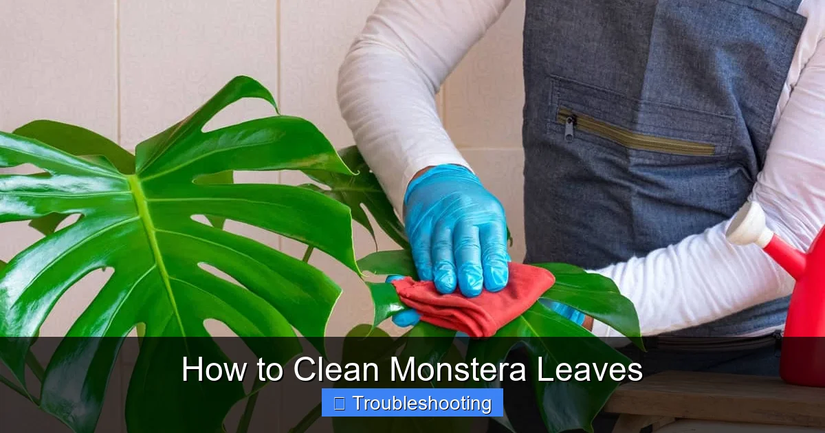 How to Clean Monstera Leaves