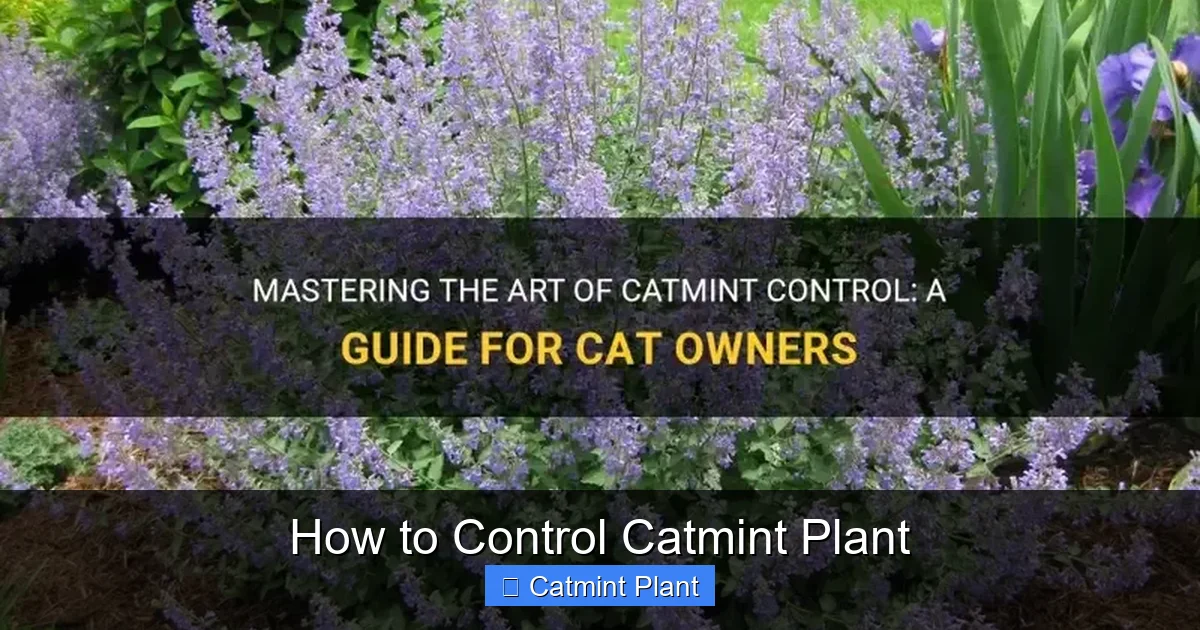 How to Control Catmint Plant