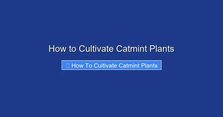 How to Cultivate Catmint Plants