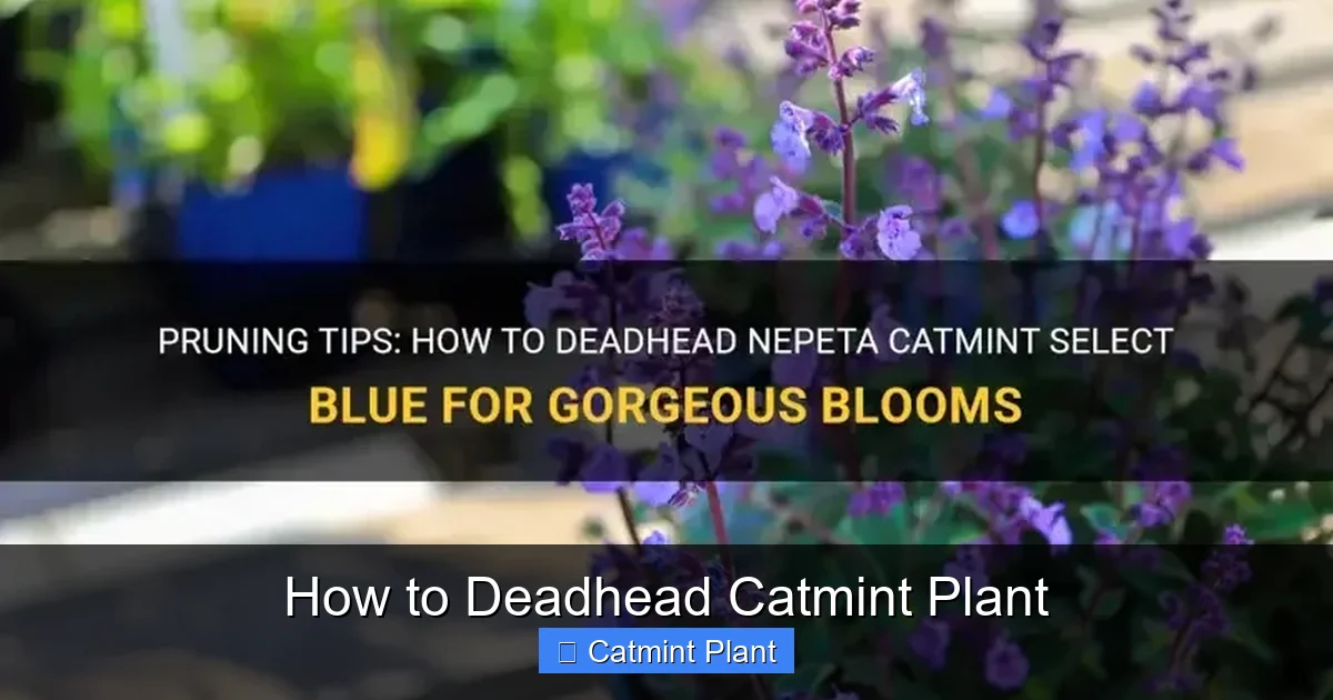 How to Deadhead Catmint Plant