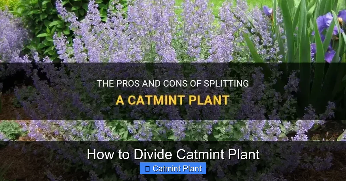 How to Divide Catmint Plant