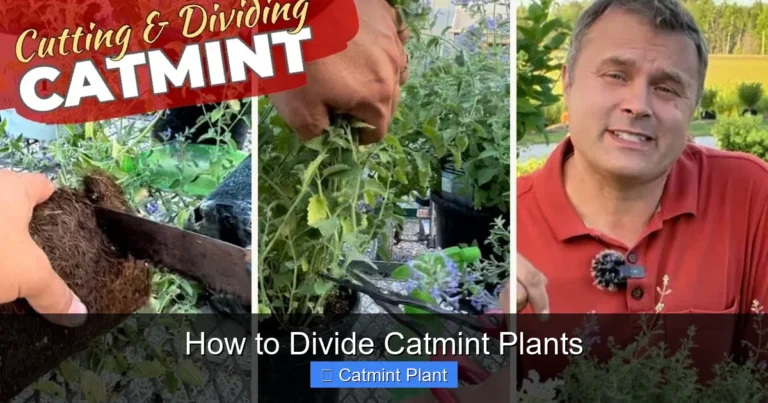 How to Divide Catmint Plants
