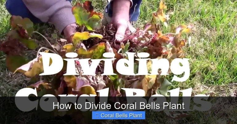 How to Divide Coral Bells Plant