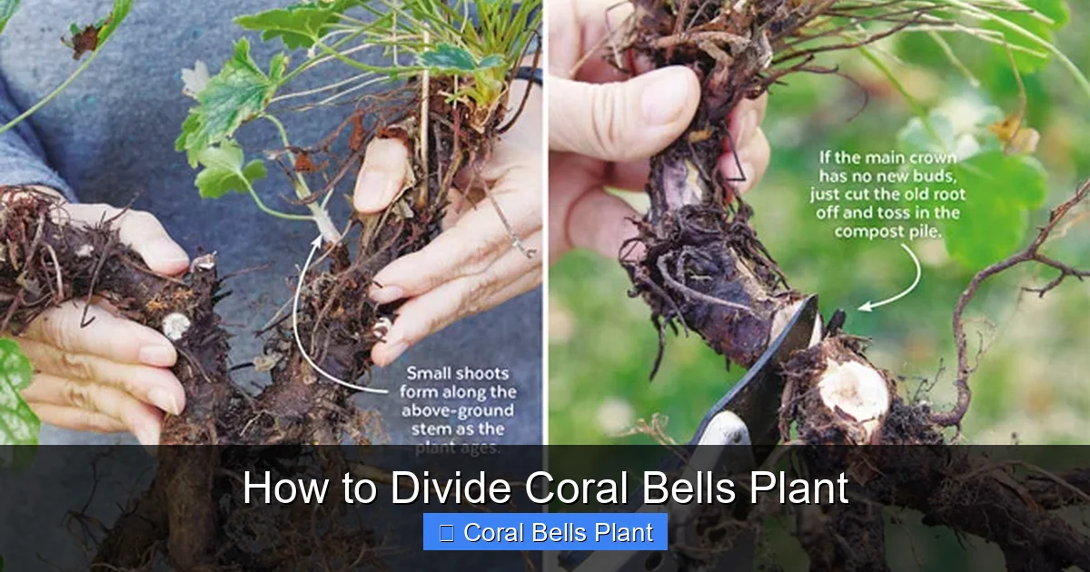 How to Divide Coral Bells Plant