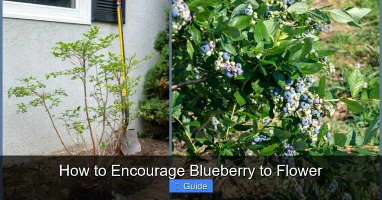 How to Encourage Blueberry to Flower