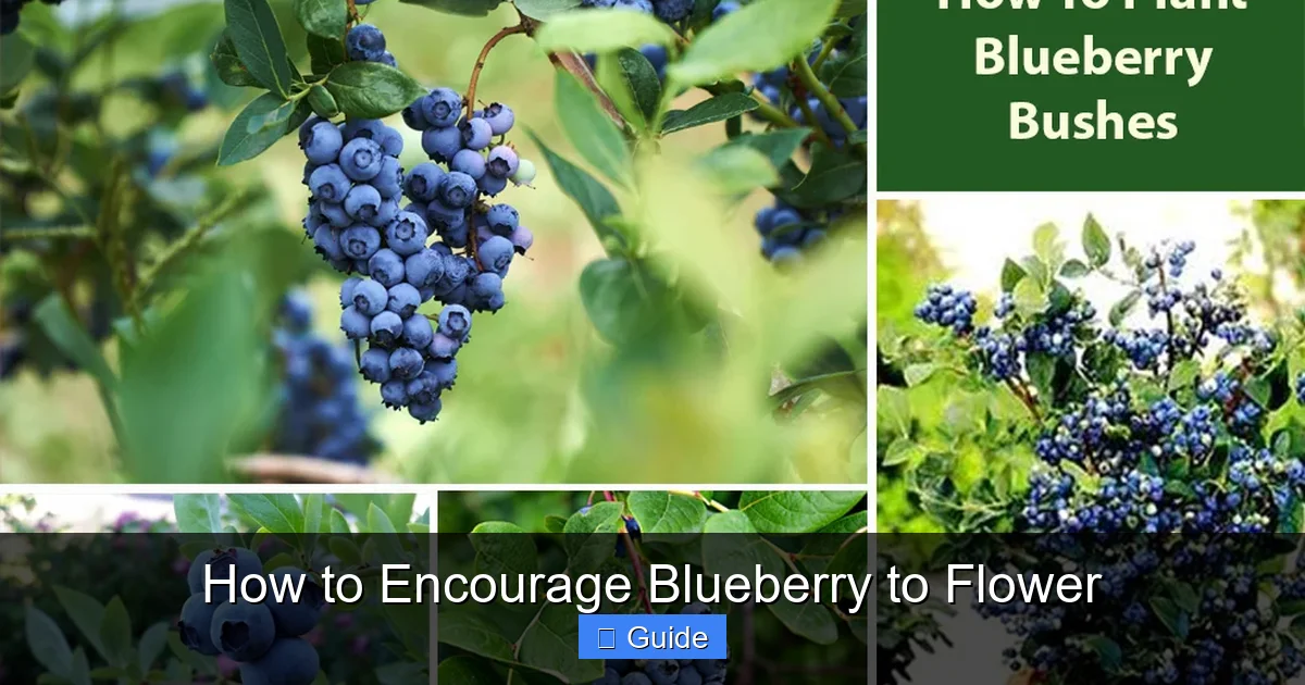 How to Encourage Blueberry to Flower
