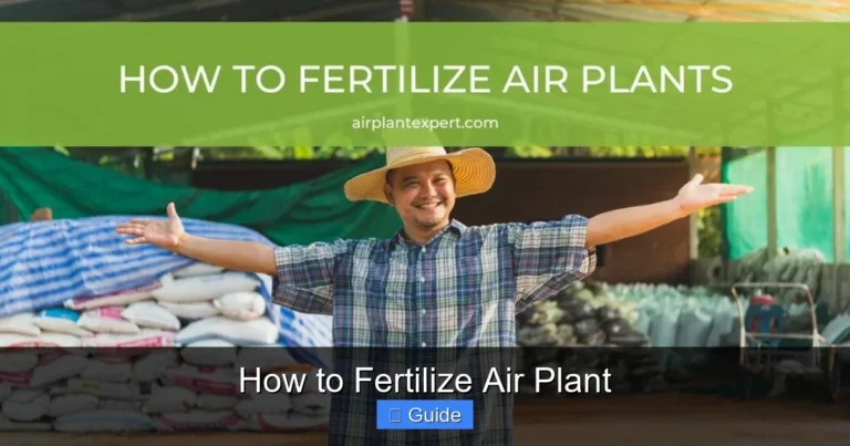 How to Fertilize Air Plant