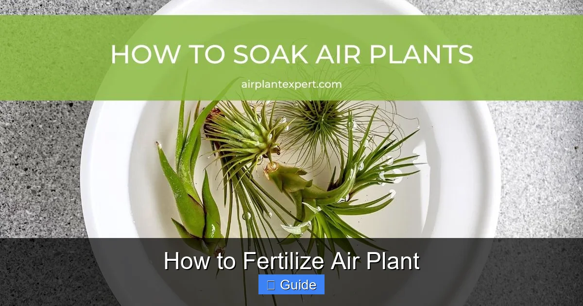 How to Fertilize Air Plant