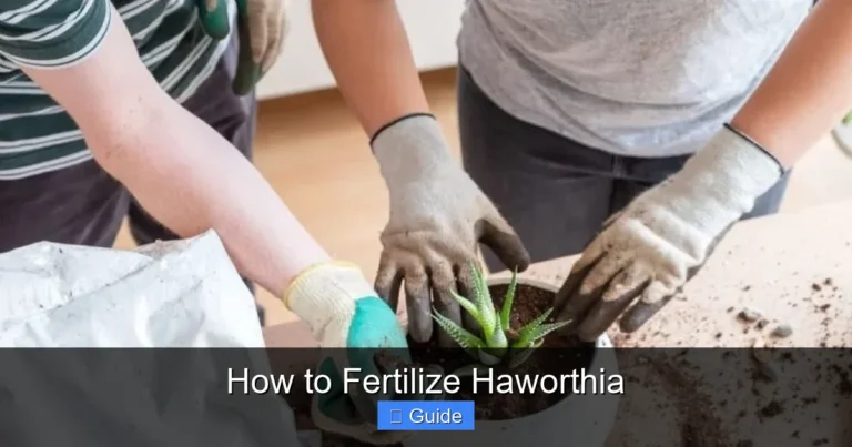 How to Fertilize Haworthia