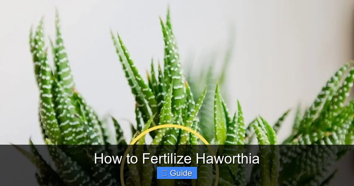 How to Fertilize Haworthia