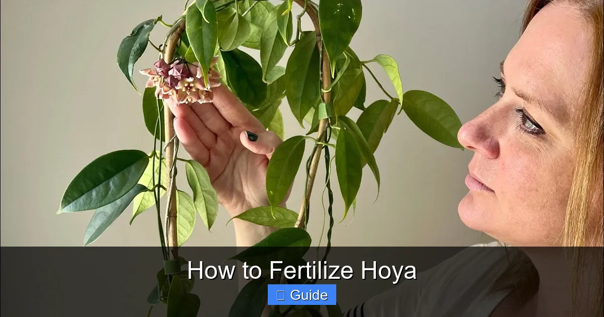 How to Fertilize Hoya