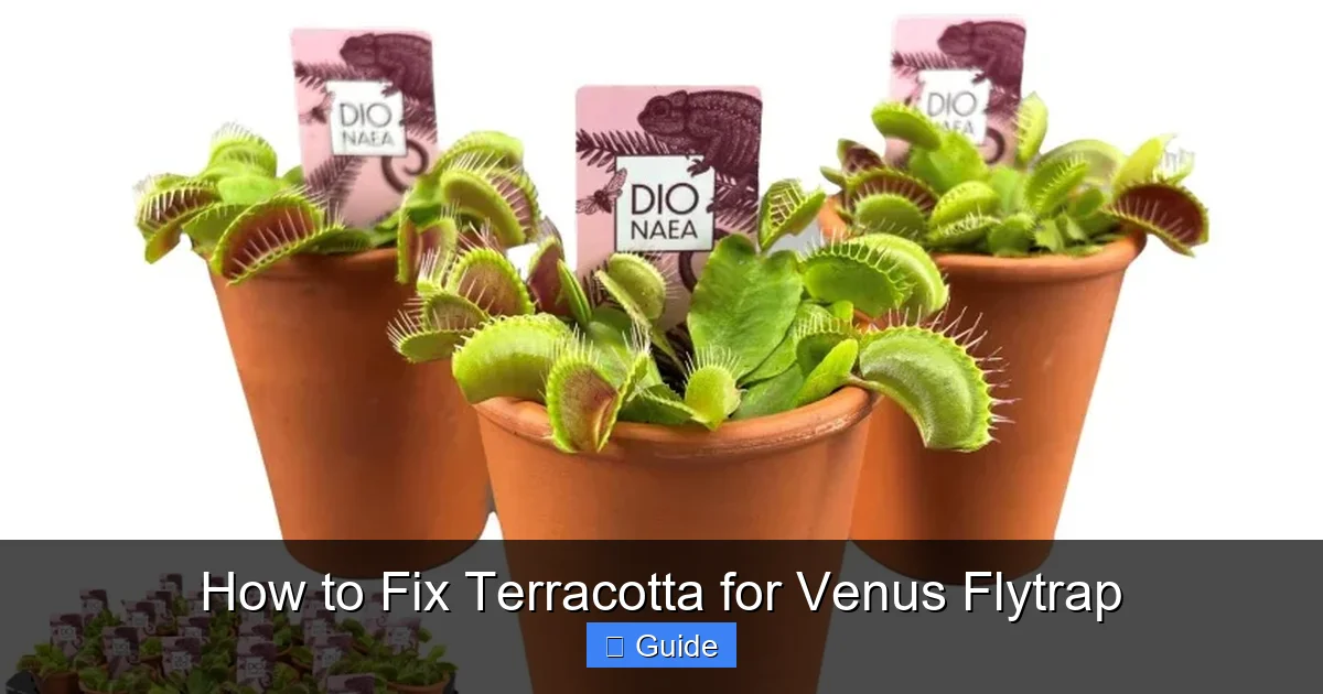 How to Fix Terracotta for Venus Flytrap