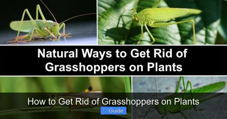 How to Get Rid of Grasshoppers on Plants