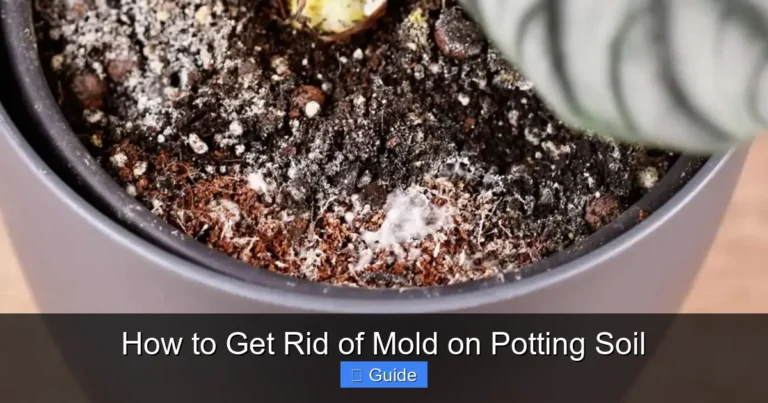 How to Get Rid of Mold on Potting Soil