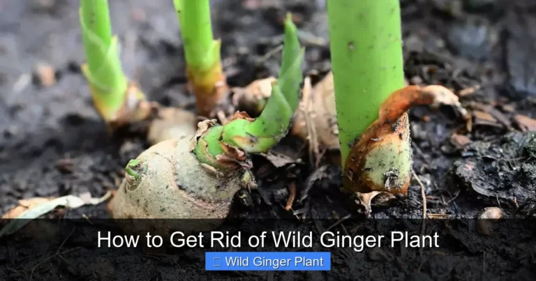 How to Get Rid of Wild Ginger Plant