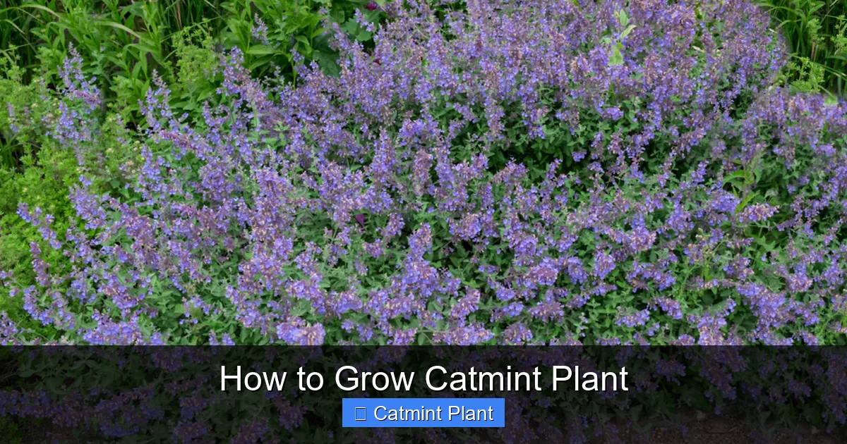 How to Grow Catmint Plant