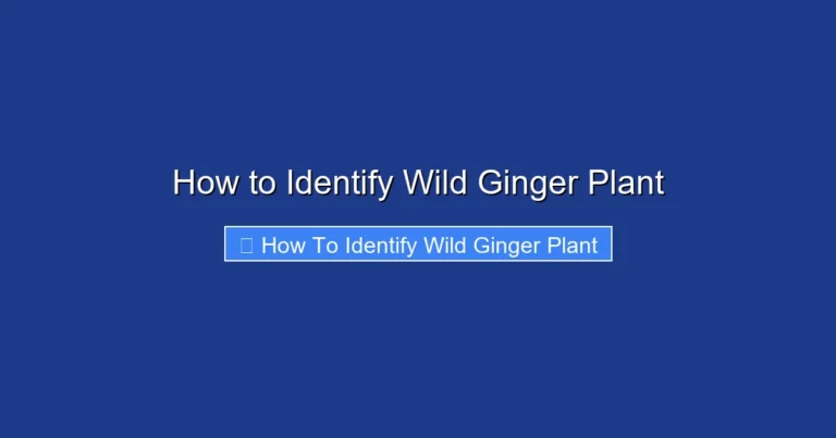 How to Identify Wild Ginger Plant