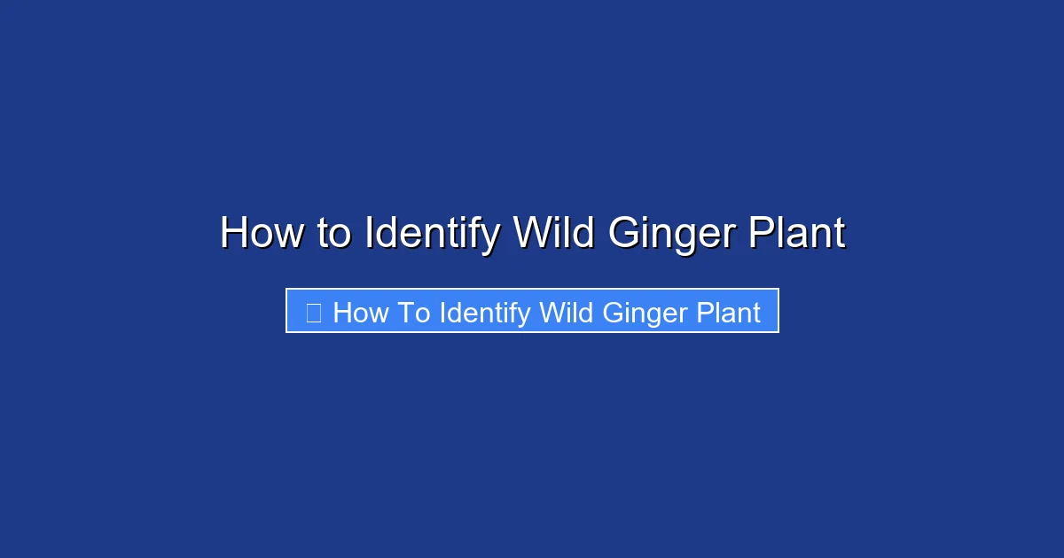 How to Identify Wild Ginger Plant