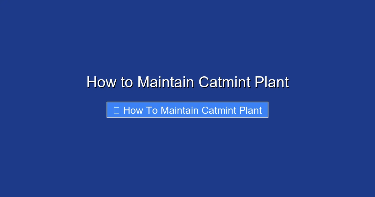 How to Maintain Catmint Plant