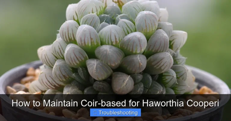 How to Maintain Coir-based for Haworthia Cooperi