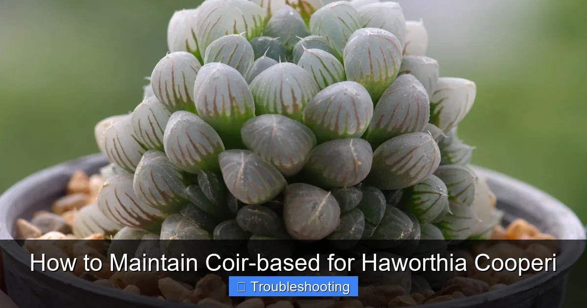 How to Maintain Coir-based for Haworthia Cooperi