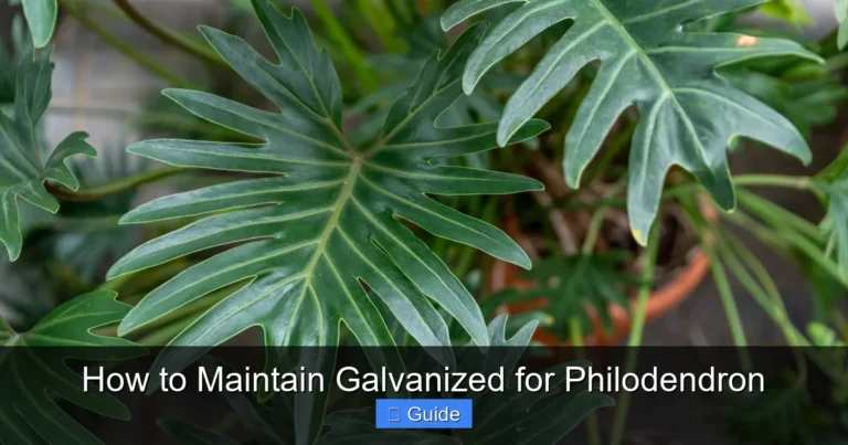 How to Maintain Galvanized for Philodendron