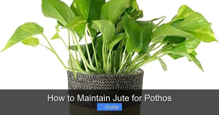 How to Maintain Jute for Pothos