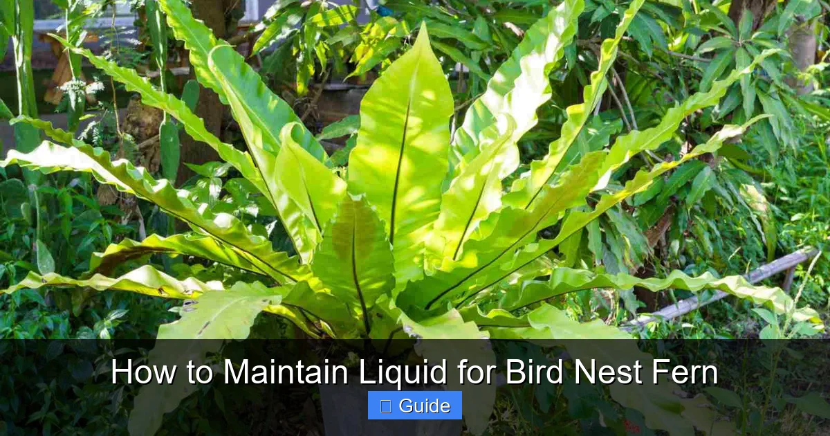 How to Maintain Liquid for Bird Nest Fern