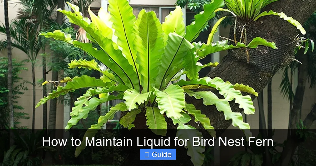 How to Maintain Liquid for Bird Nest Fern