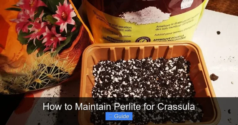 How to Maintain Perlite for Crassula