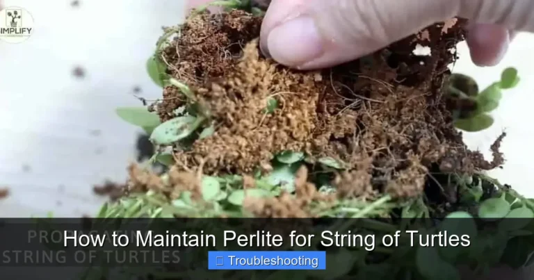 How to Maintain Perlite for String of Turtles
