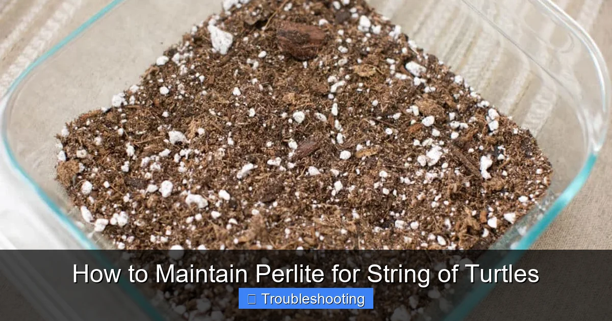 How to Maintain Perlite for String of Turtles
