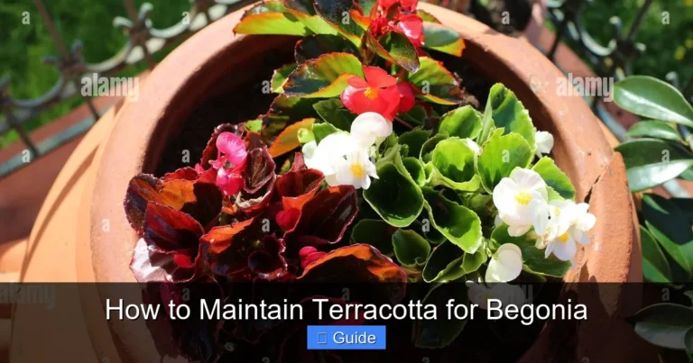 How to Maintain Terracotta for Begonia