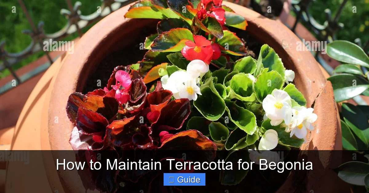 How to Maintain Terracotta for Begonia