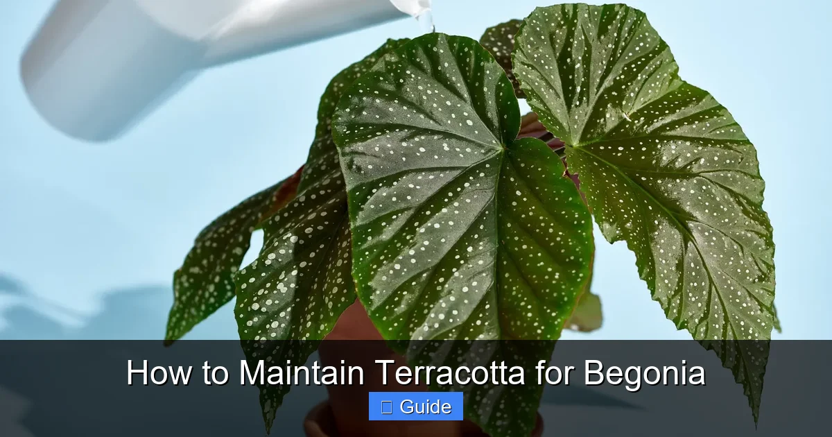 How to Maintain Terracotta for Begonia
