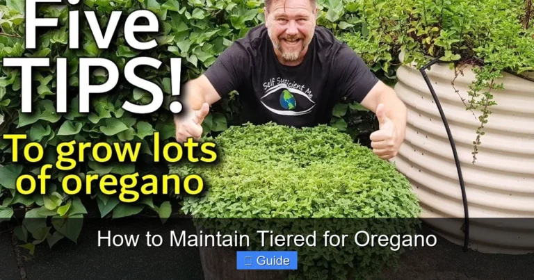 How to Maintain Tiered for Oregano