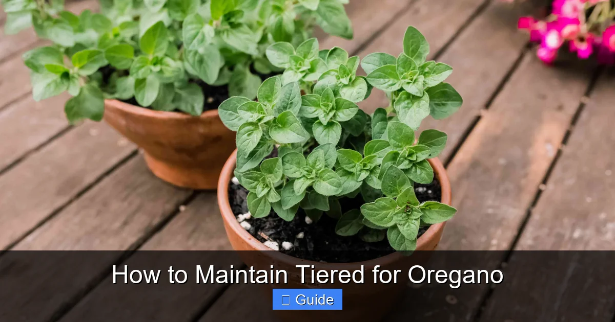 How to Maintain Tiered for Oregano