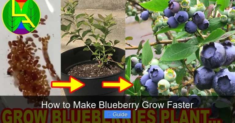 How to Make Blueberry Grow Faster